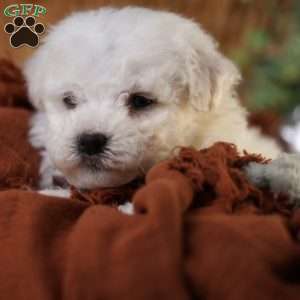 Tiny-Nicolas, Bichon Frise Puppy